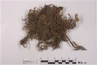 藏品(密葉光萼蘚)的圖片